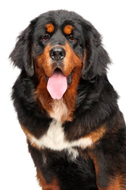 Beyaz arka plan üzerinde önden görünüm izole bir Tibetli Mastiff köpek Close-up