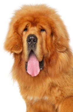Beyaz zemin üzerinde bir genç Tibet Mastiff portresi. Animal Temalar