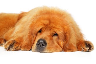 Tibetli Mastiff beyaz bir arka plan üzerinde yalan. Animal Temalar