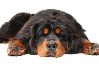 Genç Tibet Mastiff beyaz bir arka plan üzerinde uyuyor. Animal Temalar, önden görünüm