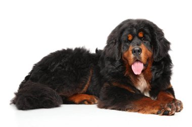 Beyaz arka plan üzerinde yalan Tibetli Mastiff köpek. Animal Temalar