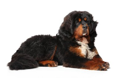Beyaz zemin üzerinde bir genç Tibet Mastiff köpek portresi. Animal Temalar