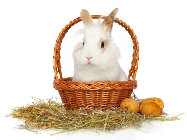 Свиной Пушистый Белый Кролик Корзине Рядом Сухое Сено Пасхальные Яйца — стоковое фото
