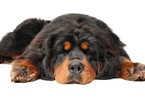 Ung Tibetansk Mastiff Sover Vit Bakgrund Djur Teman Framifrån — Stockfoto