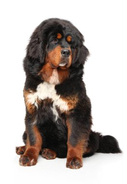 Beyaz arka plan üzerinde poz Tibetli Mastiff köpek. Animal Temalar