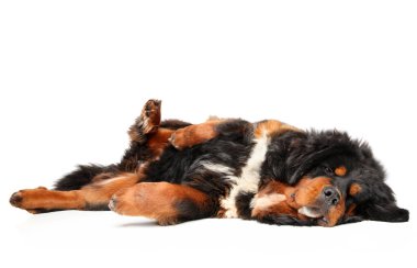 Beyaz arka plan üzerinde dinlenme Tibetli Mastiff köpek. Animal Temalar