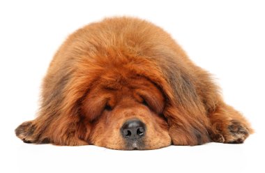 Beyaz arka plan üzerinde uyku Tibetli Mastiff köpek. Animal Temalar
