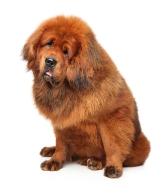Beyaz arka plan üzerinde büyük Tibetli Mastiff portresi