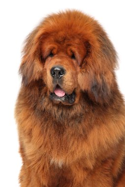 Beyaz zemin üzerine kırmızı Tibetli Mastiff portresi yakın çekim