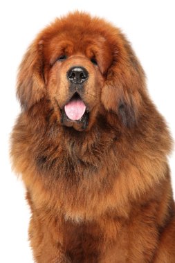 Beyaz arka plan üzerinde büyük kırmızı Tibetli Mastiff portresi. Animal Temalar