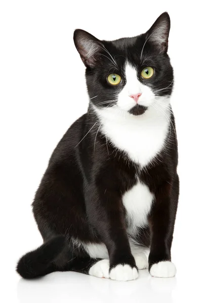 Nahaufnahme Einer Schwarz Weißen Hauskatze Tierthemen — Stockfoto