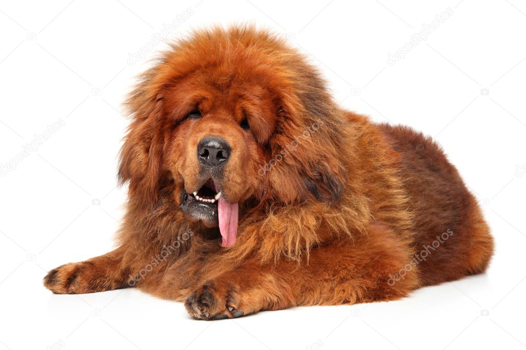 Red Tibetan Mastiff lying down on white floor. Studio shooting