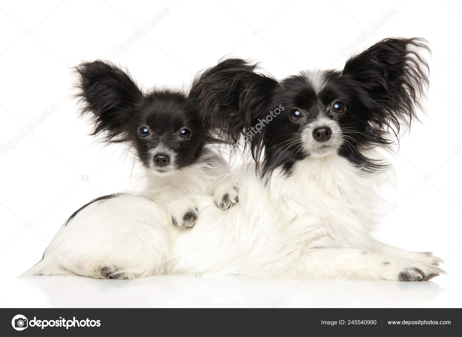 Portrait Continental Toy Spaniel Puppies White Background Baby Animal Theme Stock Photo FotoJagodka 245540990