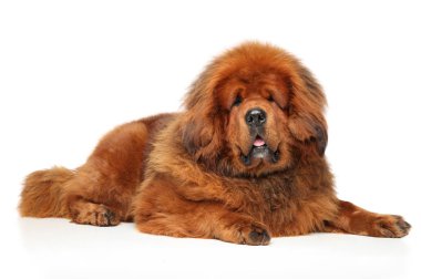 Tibetli Mastiff beyaz yerde yatıyor. Animal Temalar