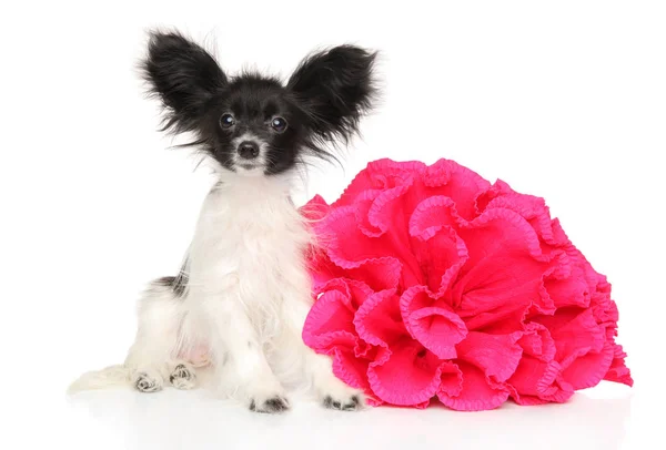 Juguete Continental Spaniel Cachorro Con Flor Roja Sobre Fondo Blanco — Foto de Stock