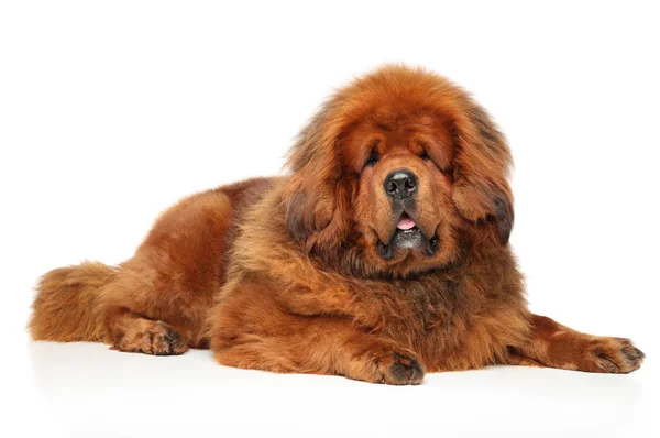 Mastim Tibetano Deitado Chão Branco Temas Animais — Fotografia de Stock