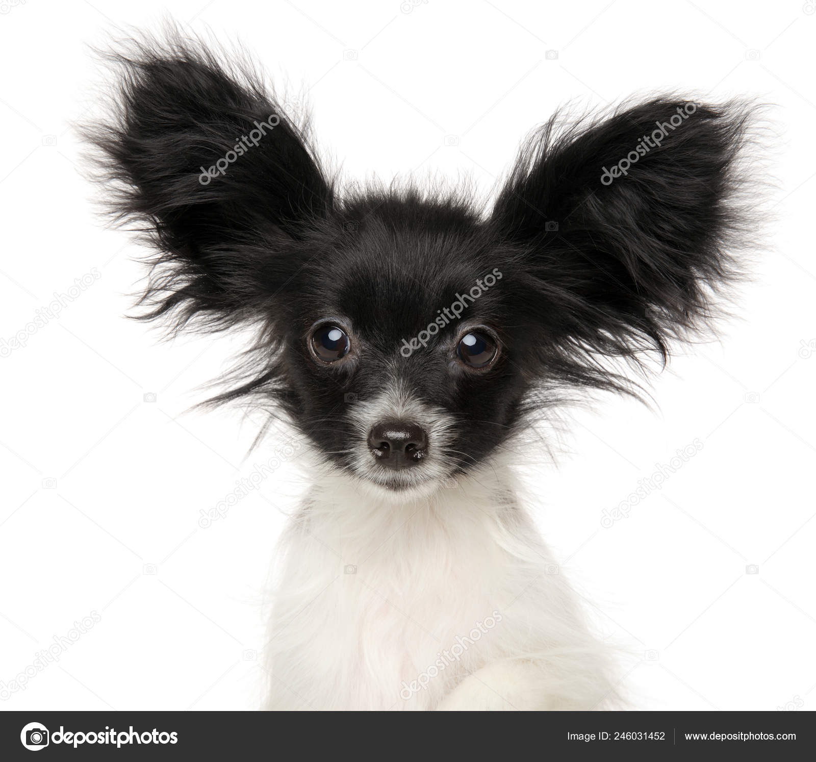 Close Papillon Continental Toy Spaniel Puppy Isolated White Background Baby Stock Photo By C Fotojagodka Close Papillon Continental Toy Spaniel Puppy Isolated White Background Baby Stock Photo By C Fotojagodka