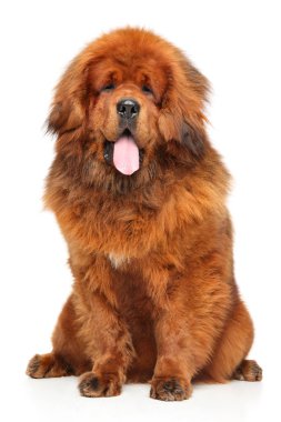 Beyaz zemin üzerine kırmızı Tibetli Mastiff portresi