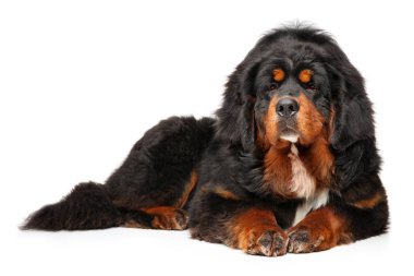 Tibetli Mastiff köpek beyaz bir arka plan üzerinde yalan zarif