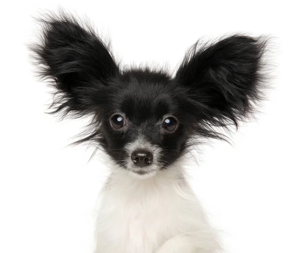 Close Filhote Cachorro Papillon Continental Toy Spaniel Isolado Fundo Branco — Fotografia de Stock