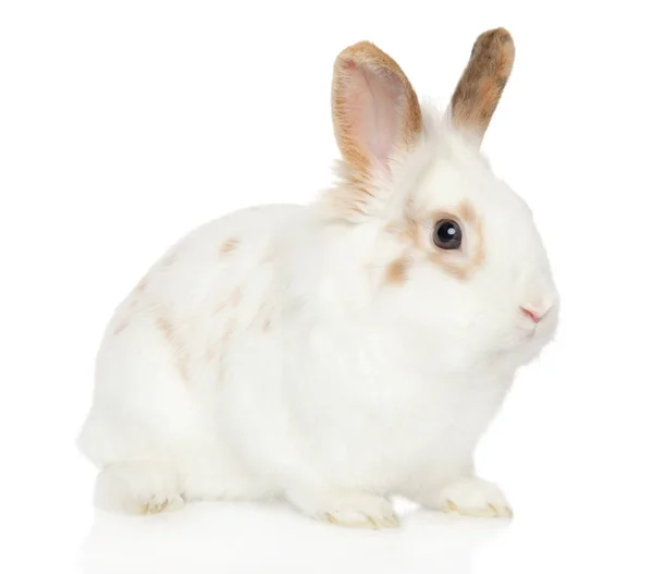 一只年轻兔子的肖像在白色背景 婴儿动物主题 — 图库照片