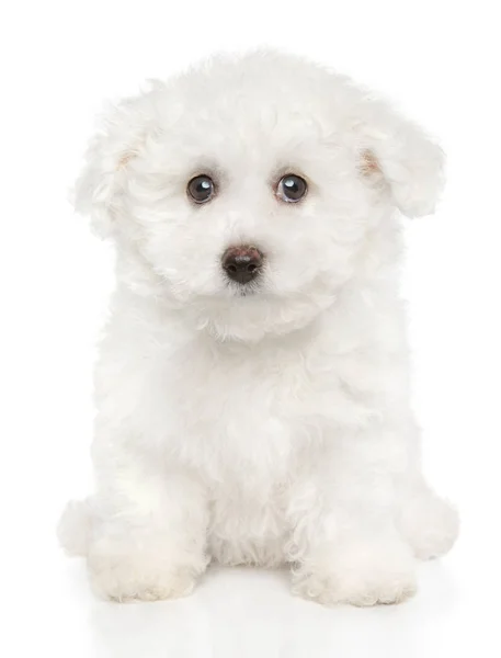 Close Bichon Frise Puppy White Background Front View Baby Animal — Stock Photo, Image