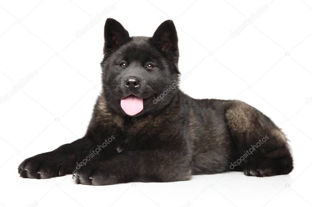 American Akita puppy lying on a white background. Animal themes