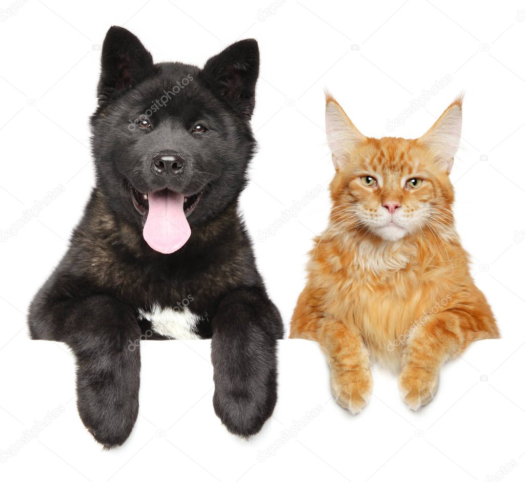 Cat and dog together above banner, isolated on white background. American Akita puppy and Maine Coon cat. Animal themes