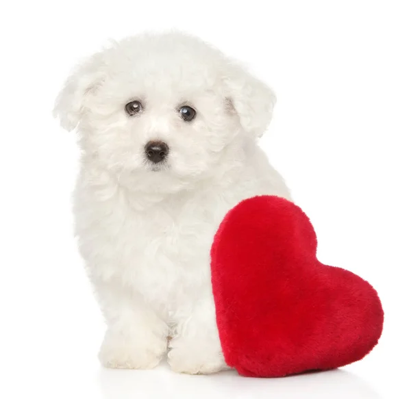 Bichon Frise Köpek Yavrusu Kırmızı Kalpli Beyaz Zemin Üzerine Oturur — Stok fotoğraf