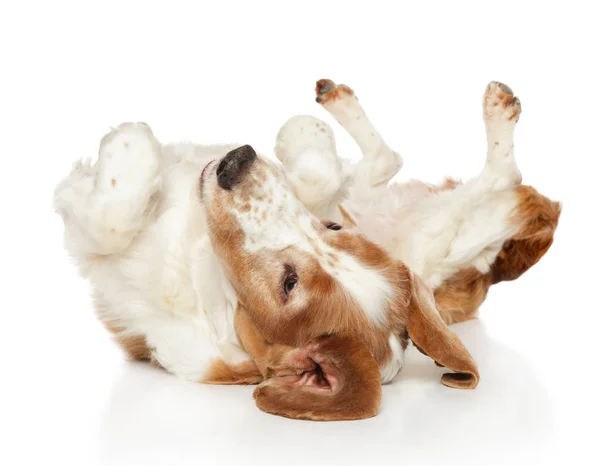 Welsh Springer Spaniel Dog Lying His Back His Paws White — Stock Photo, Image