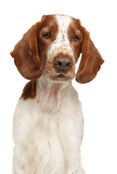 白い背景の上の若いウェルシュ スプリンガー スパニエル犬 動物関連 — ストック写真