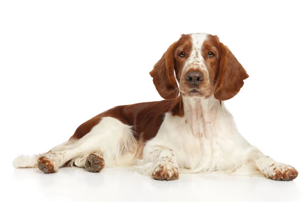 Cão Springer Spaniel Galês Sobre Fundo Branco Temas Animais — Fotografia de Stock