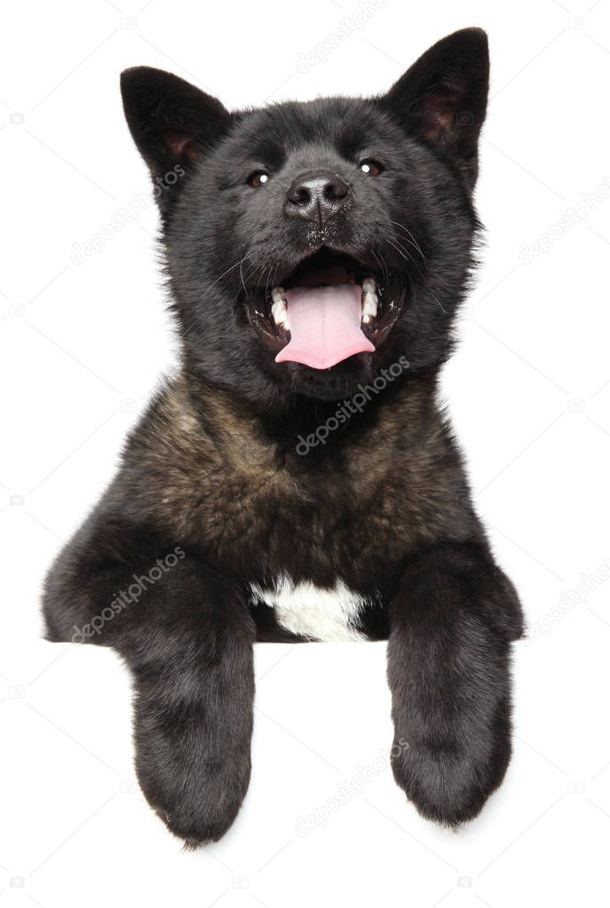 Happy American Akita dog above banner, isolated on white background