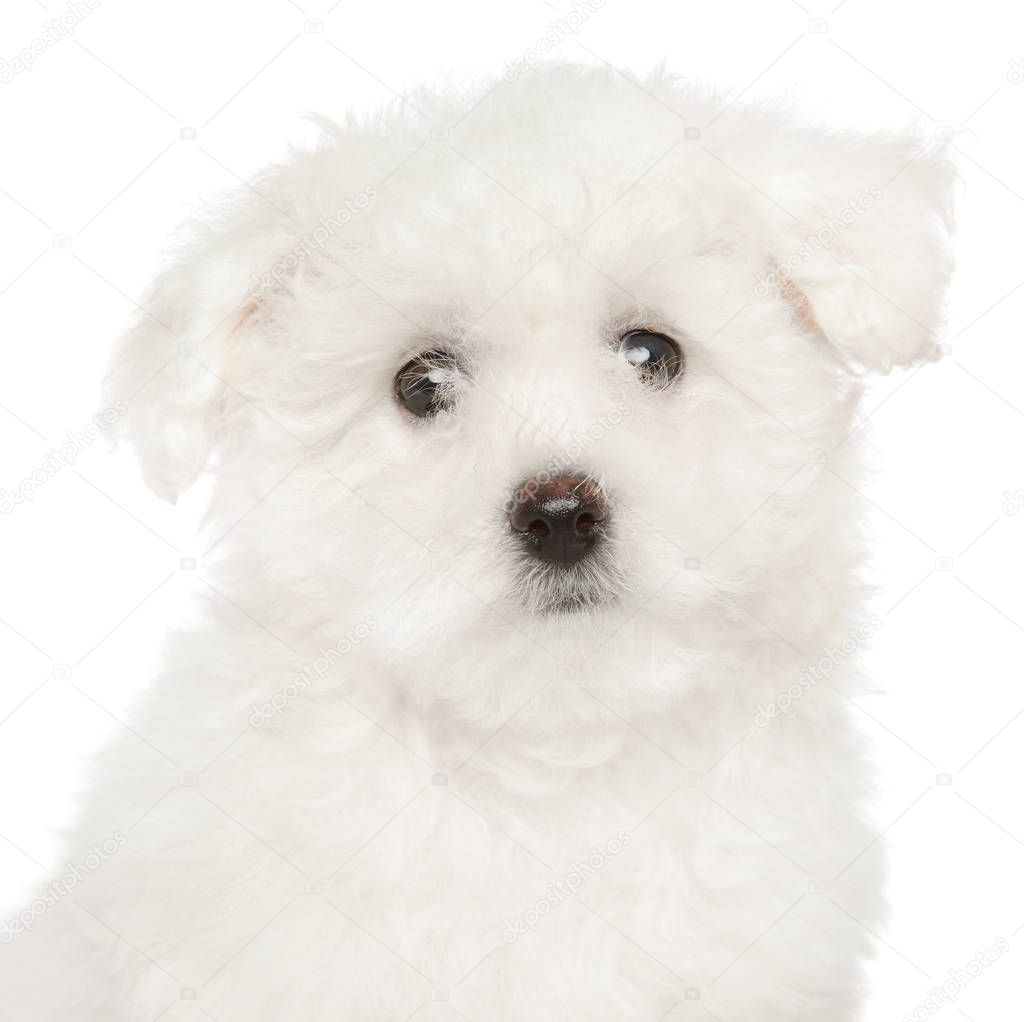 Portrait of Bichon Frise puppy on white background. Baby animal theme