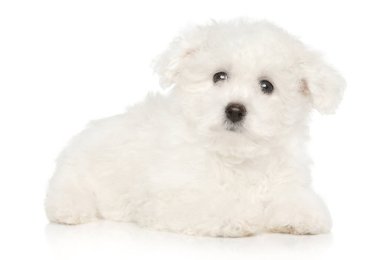 Beyaz arka plan üzerinde yalan şirin Bichon Frise köpek yavrusu. Bebek hayvan Tema