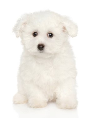 Sevimli Bichon Frise köpek beyaz zemin üzerine oturur. Bebek hayvan Tema