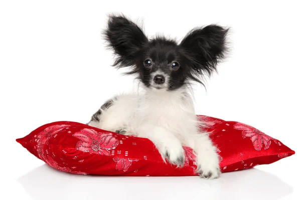 Portrait Continental Toy Spaniel Puppy Red Pillow Front White Background — Stock Photo, Image