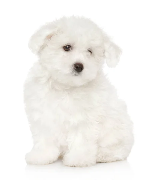 Cachorro Bichon Frise Triste Fundo Branco Tema Animal Bebê — Fotografia de Stock