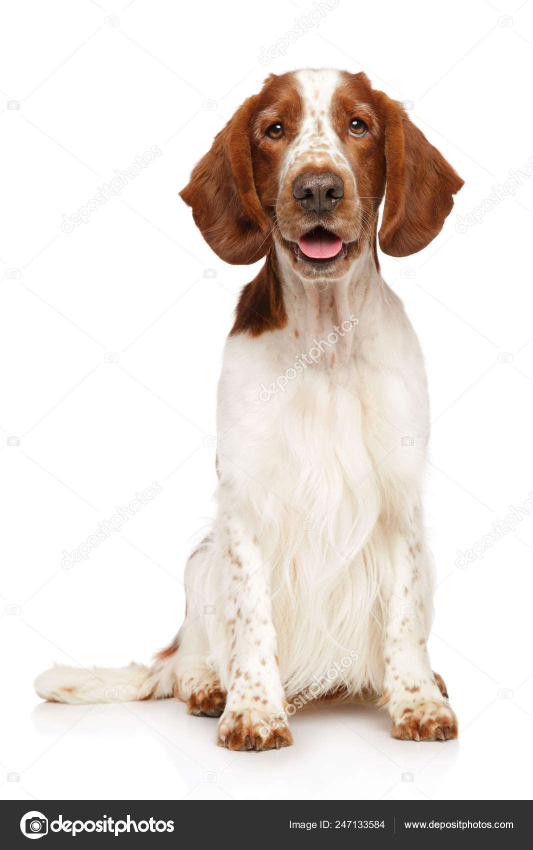 Portrait Young Happy Welsh Springer Spaniel Dog White Background