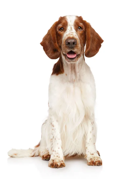 Retrato Jovem Feliz Cão Springer Spaniel Galês Sobre Fundo Branco — Fotografia de Stock