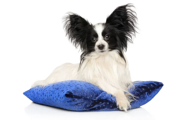 Continental Toy Spaniel on blue pillow — Stock Photo, Image