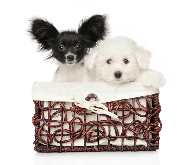 Papillon och bichon Frisé valpar i korg — Stockfoto