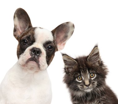 yavru kedi ve köpek yavrusu birlikte