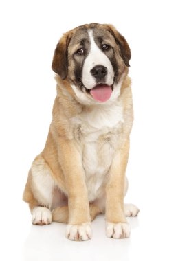 Genç Orta Asya çoban köpeği