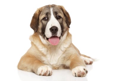 Beyaz üzerinde dinlenme Merkezi Asya çoban köpek yavrusu