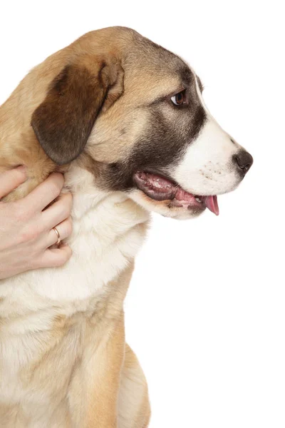 Young Central Asian Shepherd dog headshot portrait — Stock Photo, Image