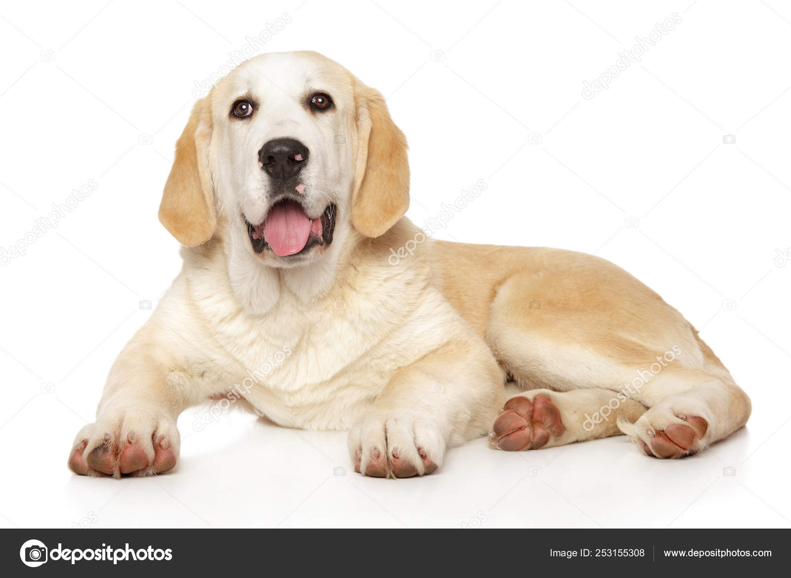 흰색 바탕에 영 알라바이 강아지 — 스톡 사진 © FotoJagodka #253155308