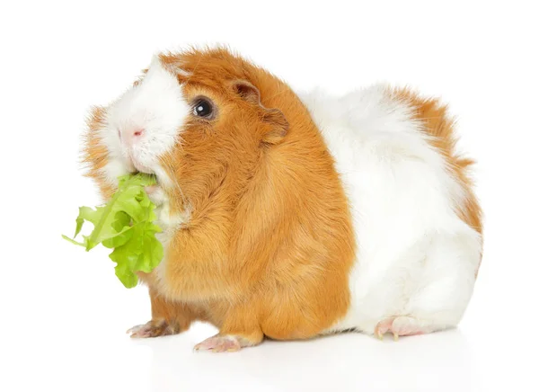 Cute Guinea pig chewing salad — Stock Photo, Image