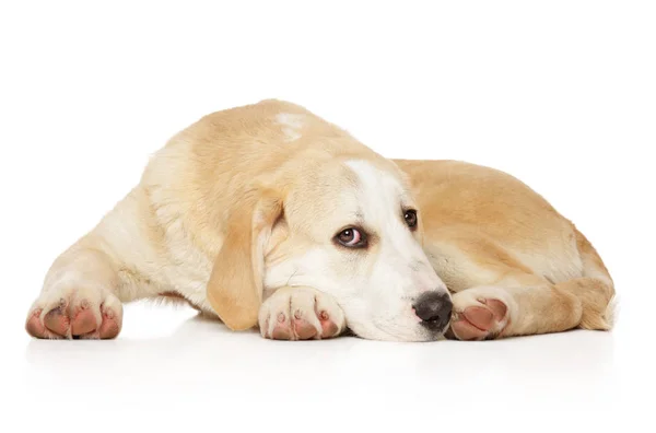 Молодая Алабай собака на белом фоне — стоковое фото