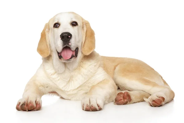 Alabaj mladý pes na bílém pozadí — Stock fotografie